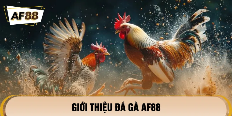 Đá gà AF88 là chuyên mục hot