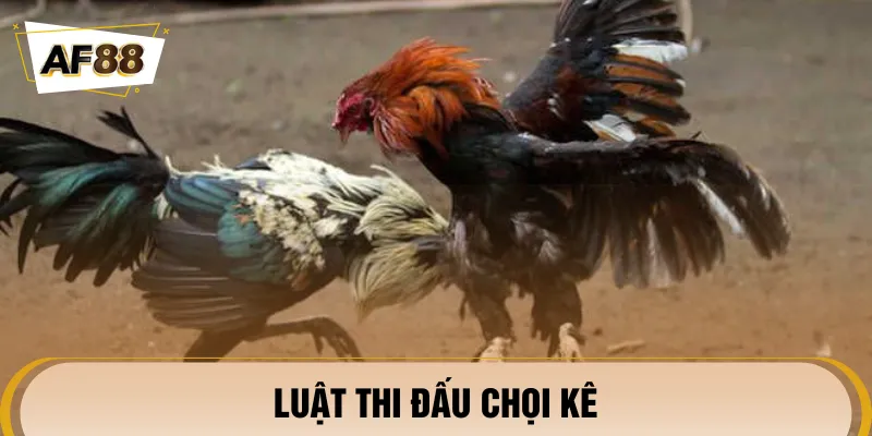 Quy tắc thi đấu chọi kê